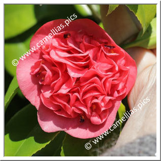 Camellia Japonica 'Ami Cachet'