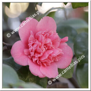 Camellia Japonica 'Amoena'