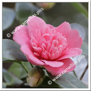 Camellia Japonica 'Amoena'