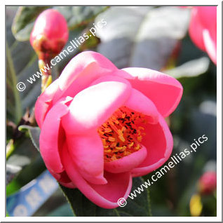 Camellia Botanique 'C. amplexicaulis'