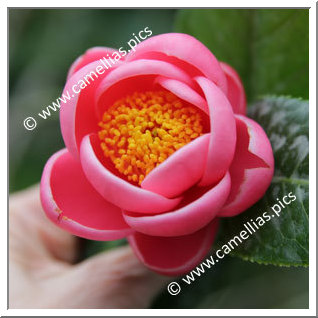 Camellia Botanique 'C. amplexicaulis'