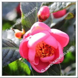 Camellia Botanique 'C. amplexicaulis'