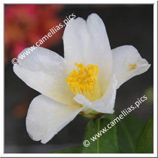 Camellia Japonica 'Amzer Nevez'