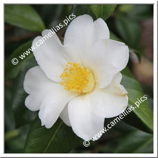 Camellia Japonica 'Amzer Nevez'