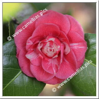 Camellia Japonica 'Andrea Doria'