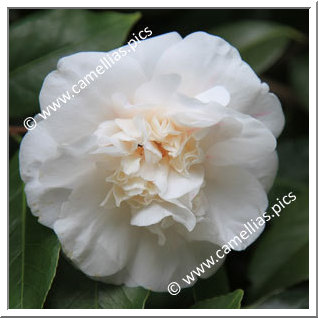 Camellia Japonica 'Andromeda'