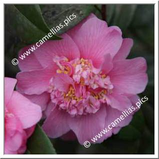 Camellia Hybrid C.x williamsii 'Anemone Frill'