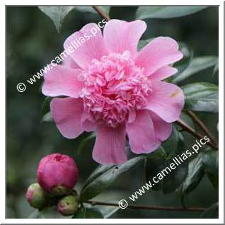 Camellia Hybride C.x williamsii 'Anemone Frill'