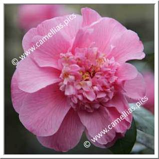 Camellia Hybrid C.x williamsii 'Anemone Frill'