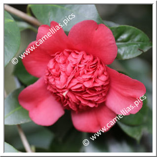 Camellia Japonica 'Anemoniflora'