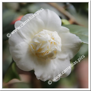 Camellia Japonica 'Anemoniflora Alba'