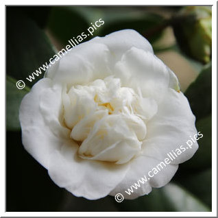 Camellia Japonica 'Anemoniflora Alba'