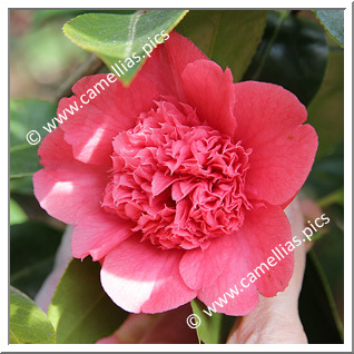 Camellia Japonica 'Anemoniflora Rosea'