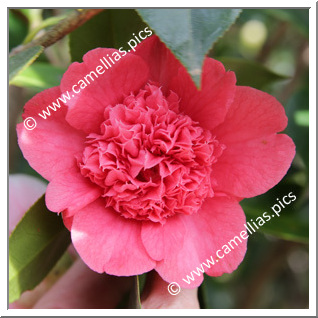 Camellia Japonica 'Anemoniflora Rosea'
