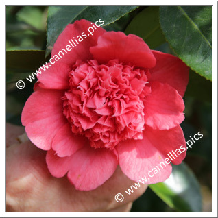 Camellia Japonica 'Anemoniflora Rosea'