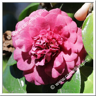 Camellia Japonica 'Anemoniflora Violacea'