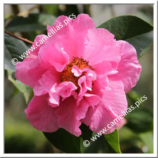 Camellia Reticulata 'L'Ange Bleu '