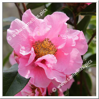 Camellia Reticulata 'L'Ange Bleu '