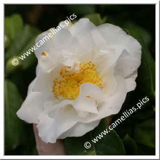 Camellia Japonica 'Angel'