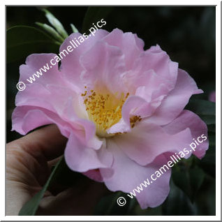 Camellia Hybrid C.x williamsii 'Angel Wings'