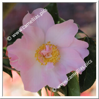 Camellia Hybrid C.x williamsii 'Angel Wings'