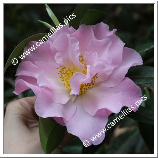 Camellia Hybride C.x williamsii 'Angel Wings'