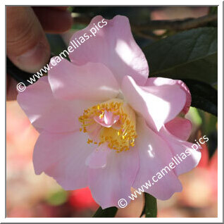 Camellia Hybride C.x williamsii 'Angel Wings'