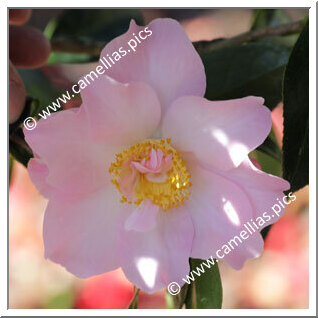 Camellia Hybrid C.x williamsii 'Angel Wings'