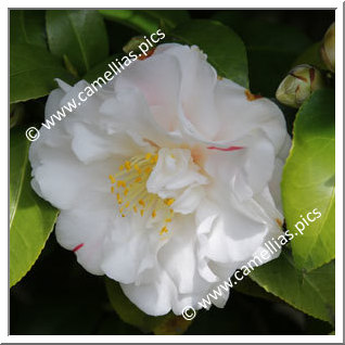 Camellia Japonica 'Angela Cocchi'