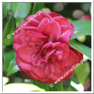 Camellia Japonica 'Angela Cocchi Rouge'