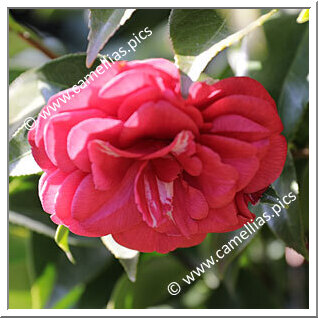 Camellia Japonica 'Angela Cocchi Rouge'