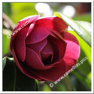 Camellia Japonica 'Angelina Vieira'