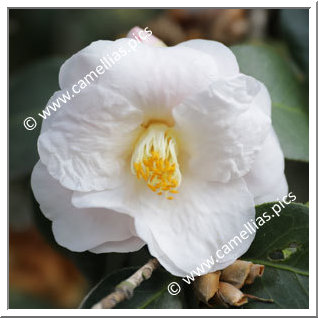 Camellia Japonica 'Anita's Blush'