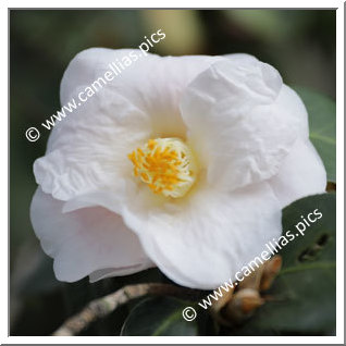 Camellia Japonica 'Anita's Blush'