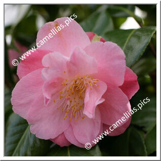 Camellia Japonica 'Ann Sothern'