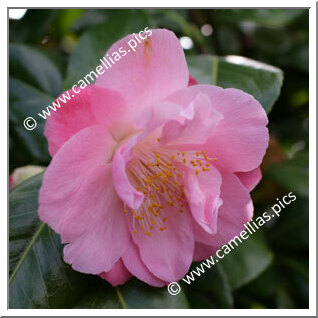 Camellia Japonica 'Ann Sothern'