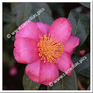 Camellia Sasanqua 'Anna Dzofka'