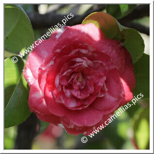 Camellia Japonica 'Anna Frost'
