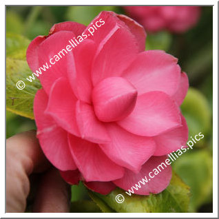 Camellia Japonica 'Annavari'