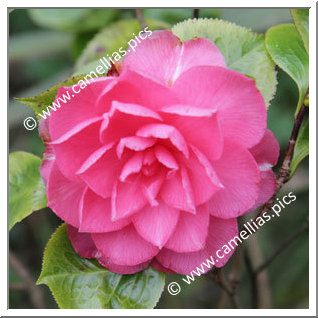Camellia Japonica 'Annavari'