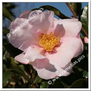 Camellia Sasanqua 'Anne-Françoise'