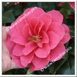 Camellia Hybrid C.x williamsii 'Anne Hazlewood'