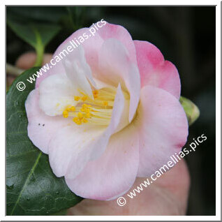 Camellia Japonica 'Anne-Marie Calloni '