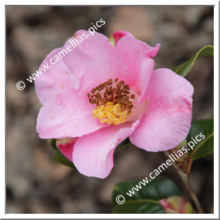 Camellia Hybrid C.x williamsii 'Anne Marie Pichon'