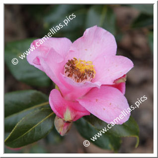 Camellia Hybrid C.x williamsii 'Anne Marie Pichon'