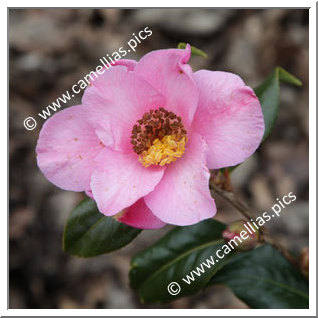 Camellia Hybrid C.x williamsii 'Anne Marie Pichon'