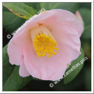 Camellia Japonica 'Anne Marie Rortais'