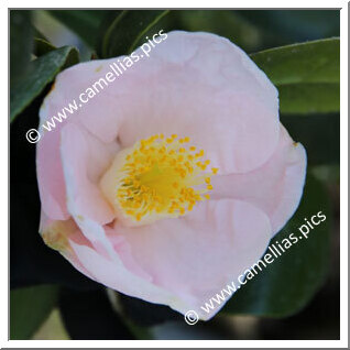 Camellia Japonica 'Anne Marie Rortais'