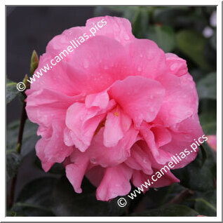 Camellia Japonica 'Anne Shackelford'