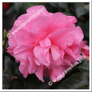 Camellia Japonica 'Anne Shackelford'